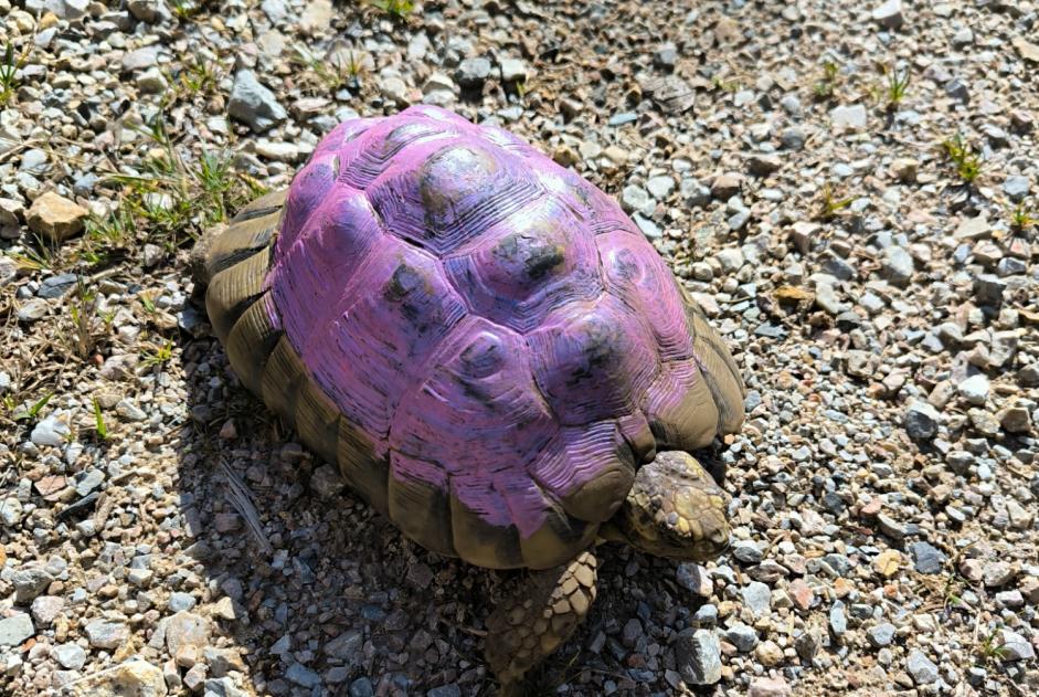 Fundmeldung Andere Tortue Männliche Castans Frankreich