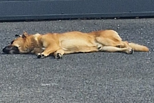 Fundmeldung Hund rassenmischung Männliche Perpignan Frankreich