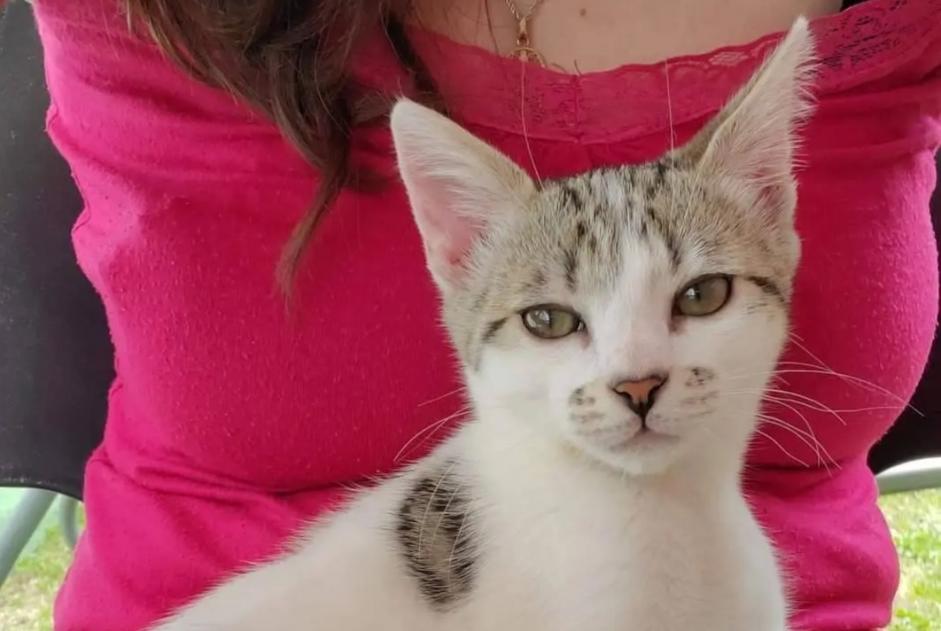 Vermisstmeldung Katze rassenmischung Männliche , 0 jahre Fondettes Frankreich