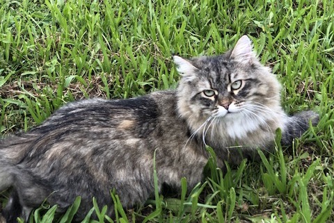 Vermisstmeldung Katze  Weiblich , 2 jahre L'Haÿ-les-Roses Frankreich