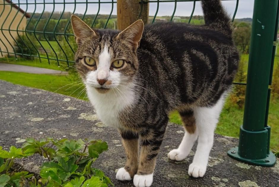 Discovery alert Cat Female Ville-sur-Illon France