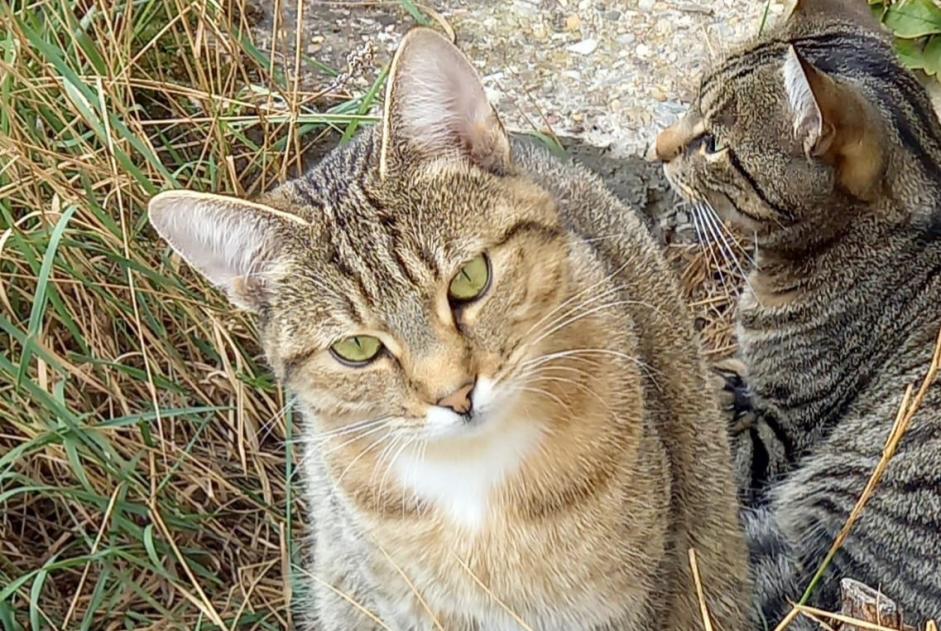 Disappearance alert Cat Female , 2 years Holtzheim France