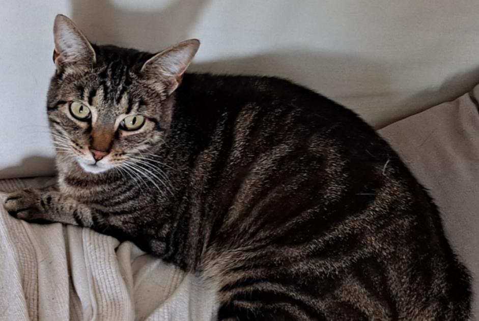 Disappearance alert Cat  Female , 6 years Richardménil France