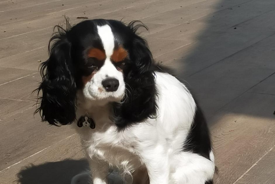 Disappearance alert Dog  Female , 7 years Vénissieux France