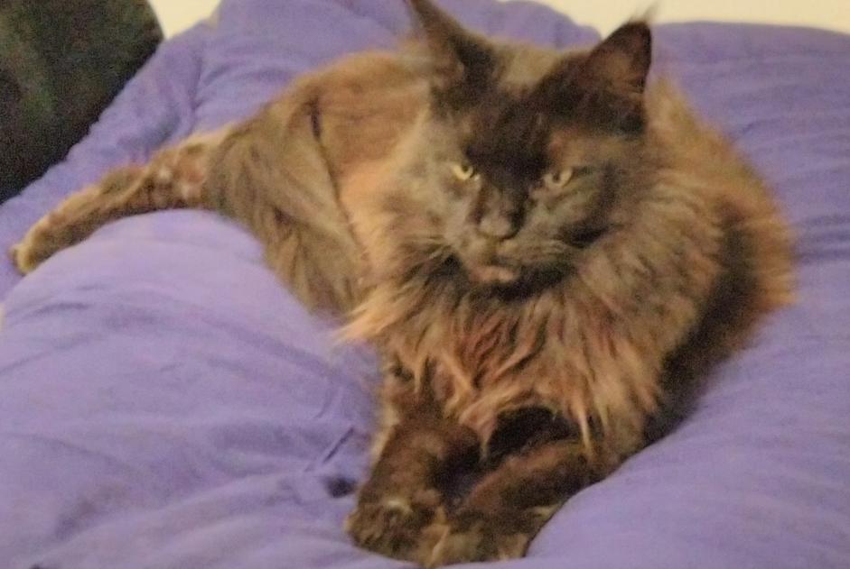 Alerta de Desaparición Gato  Hembra , 10 años Le Beausset Francia