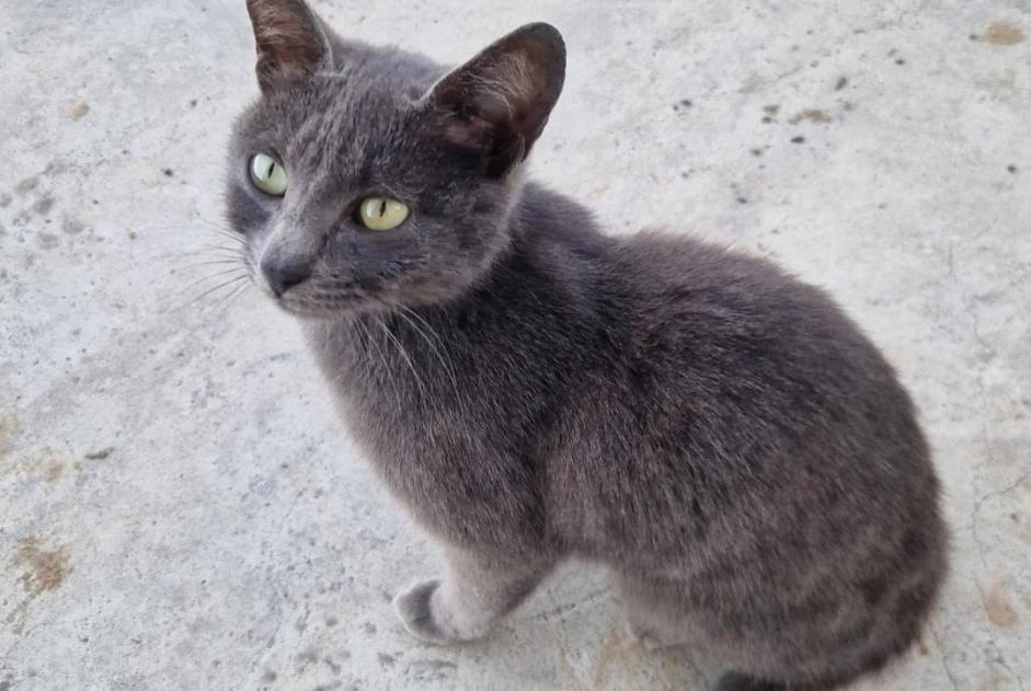 Alerta de Hallazgo Gato Hembra Mouguerre Francia