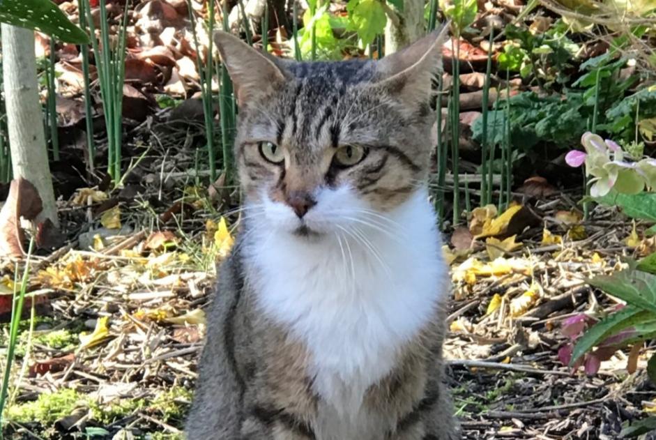 Alerta de Hallazgo Gato Macho Tournon Francia