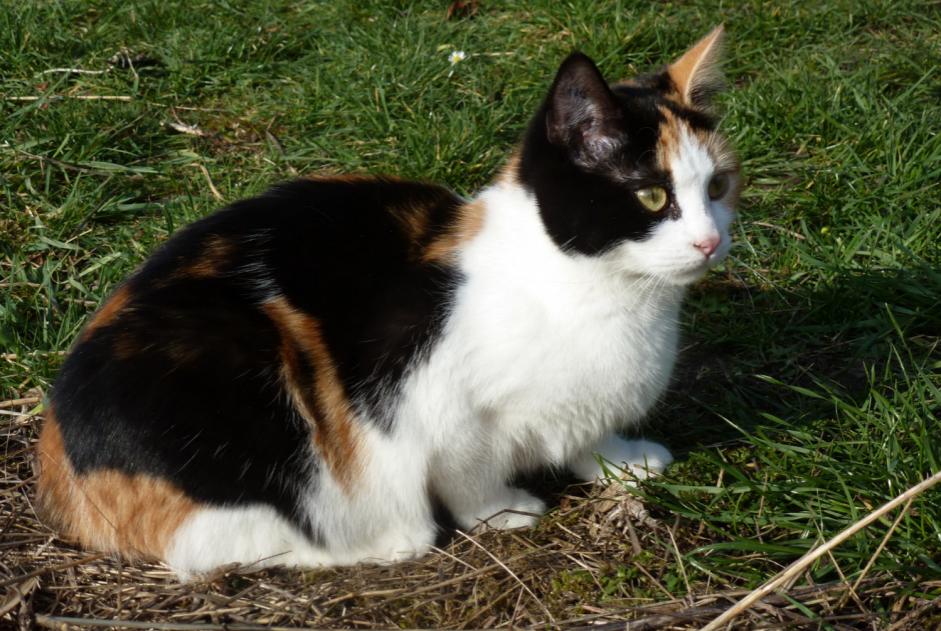 Alerte Disparition Chat Femelle , 9 ans Compiègne France