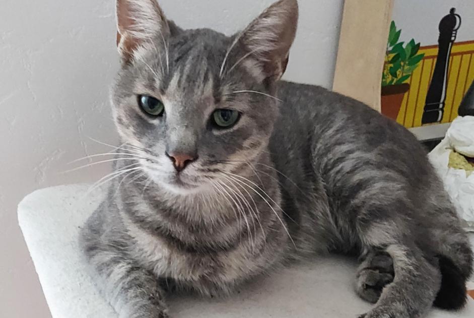 Alerte Disparition Chat Mâle , 5 ans Moret-Loing-et-Orvanne France