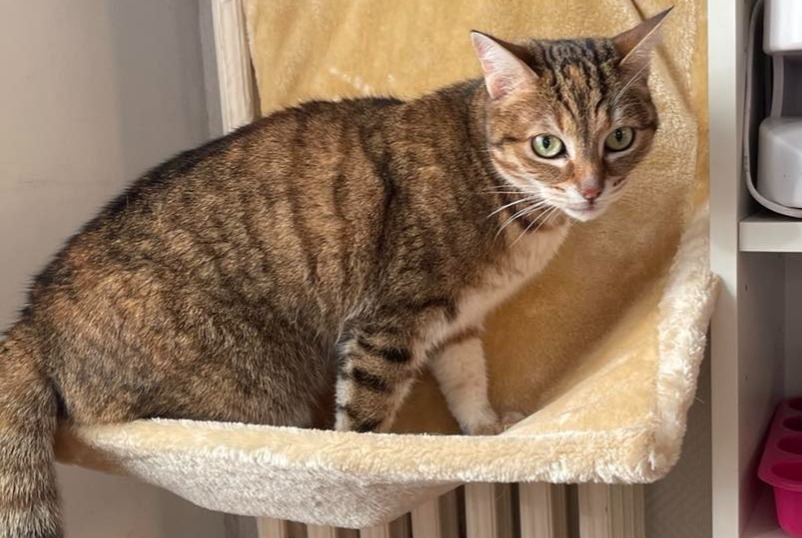 Alerte Disparition Chat Femelle , 11 ans Maisons-Alfort France