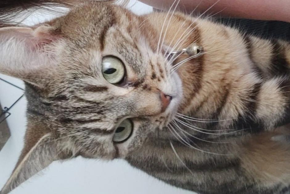 Alerte Disparition Chat Femelle , 6 ans Le Plessis-Trévise France