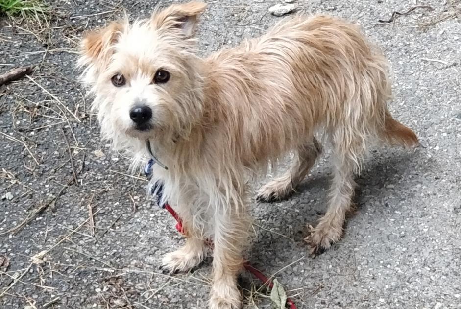 Avviso Ritrovamento Cane Femmina Les Belleville Francia