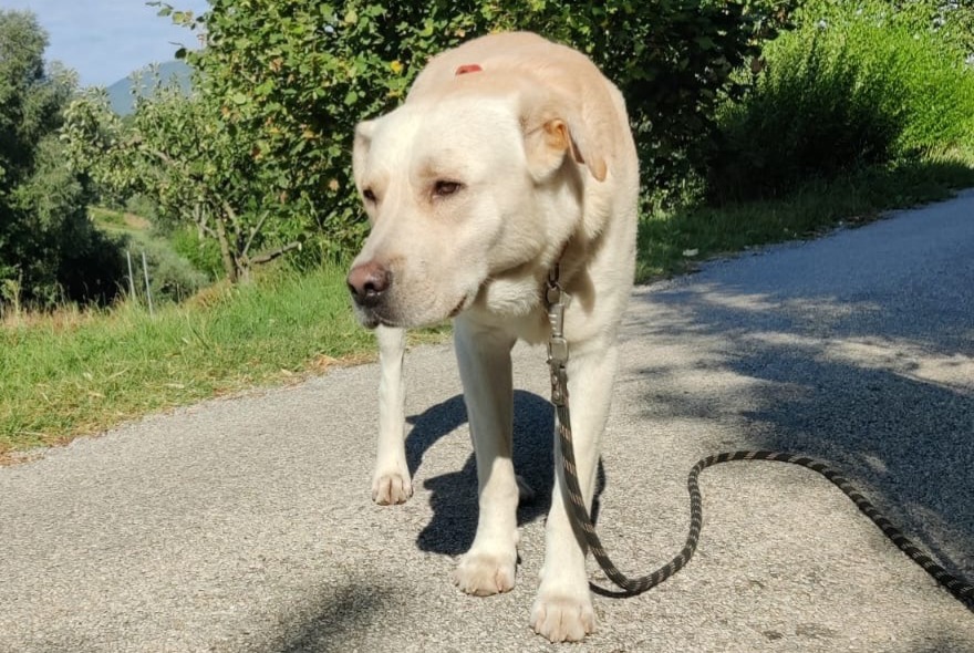 Ontdekkingsalarm Hond  Mannetje Saint-Roman Frankrijk