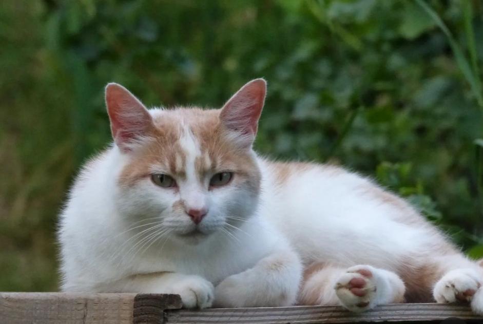 Verdwijningsalarm Kat Mannetje , 3 jaar Valence Frankrijk