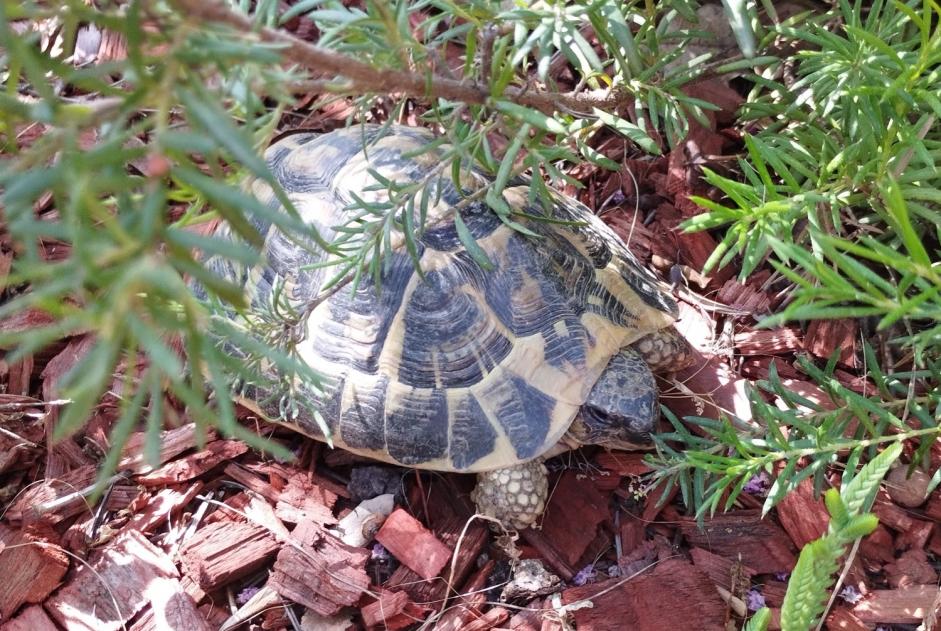 Ontdekkingsalarm Schildpad Onbekend Trouillas Frankrijk