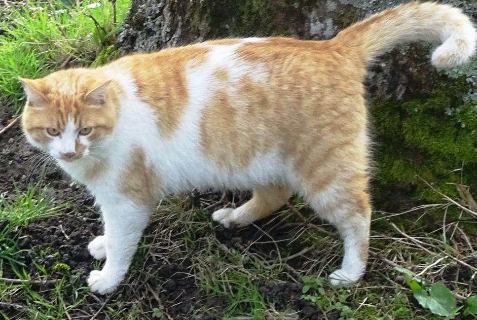 Alerta desaparecimento Gato  Macho , 4 anos Saint-Priest-la-Marche France