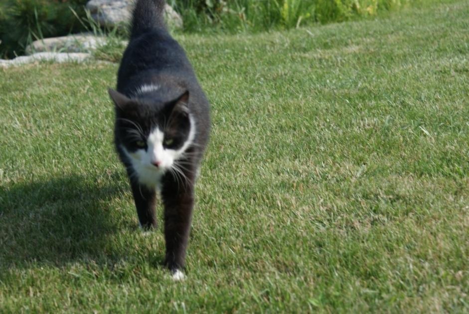 Alerta desaparecimento Gato Macho , 14 anos Sonnaz France